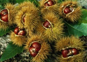 Castagne