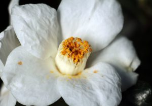 camellia-1883294_1920
