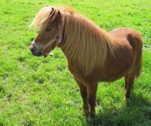 pony 2 (1)