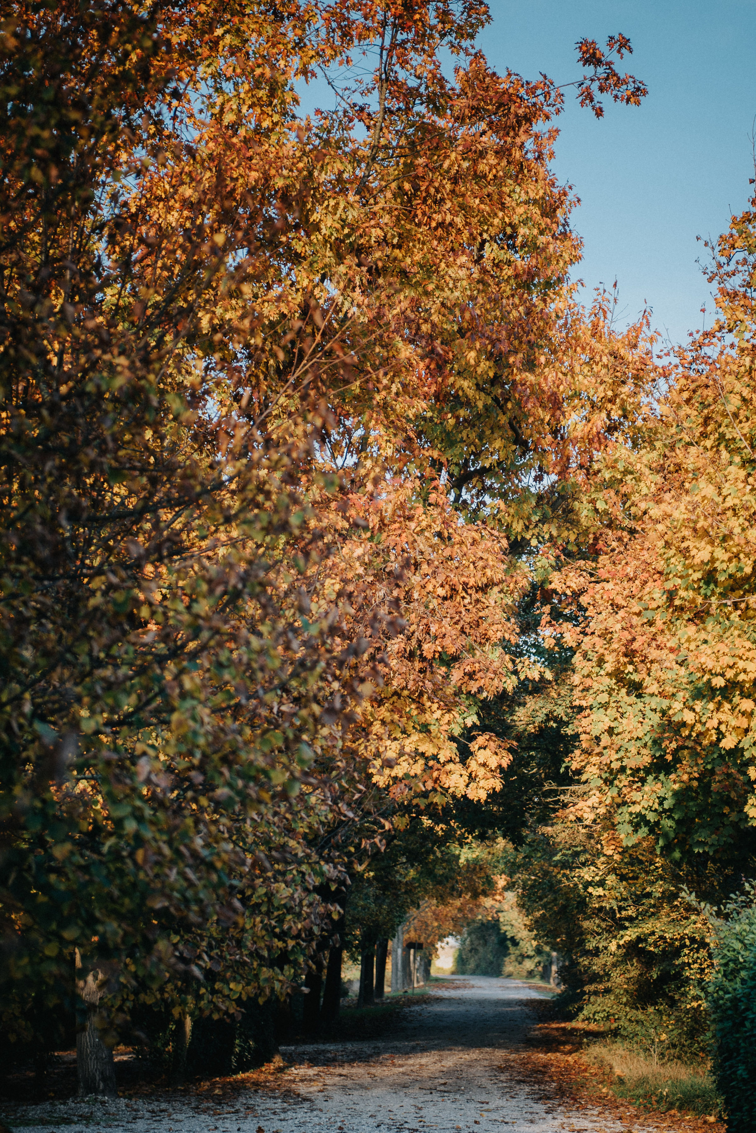 0250_75A_9998 (1)