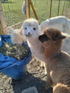 alpaca