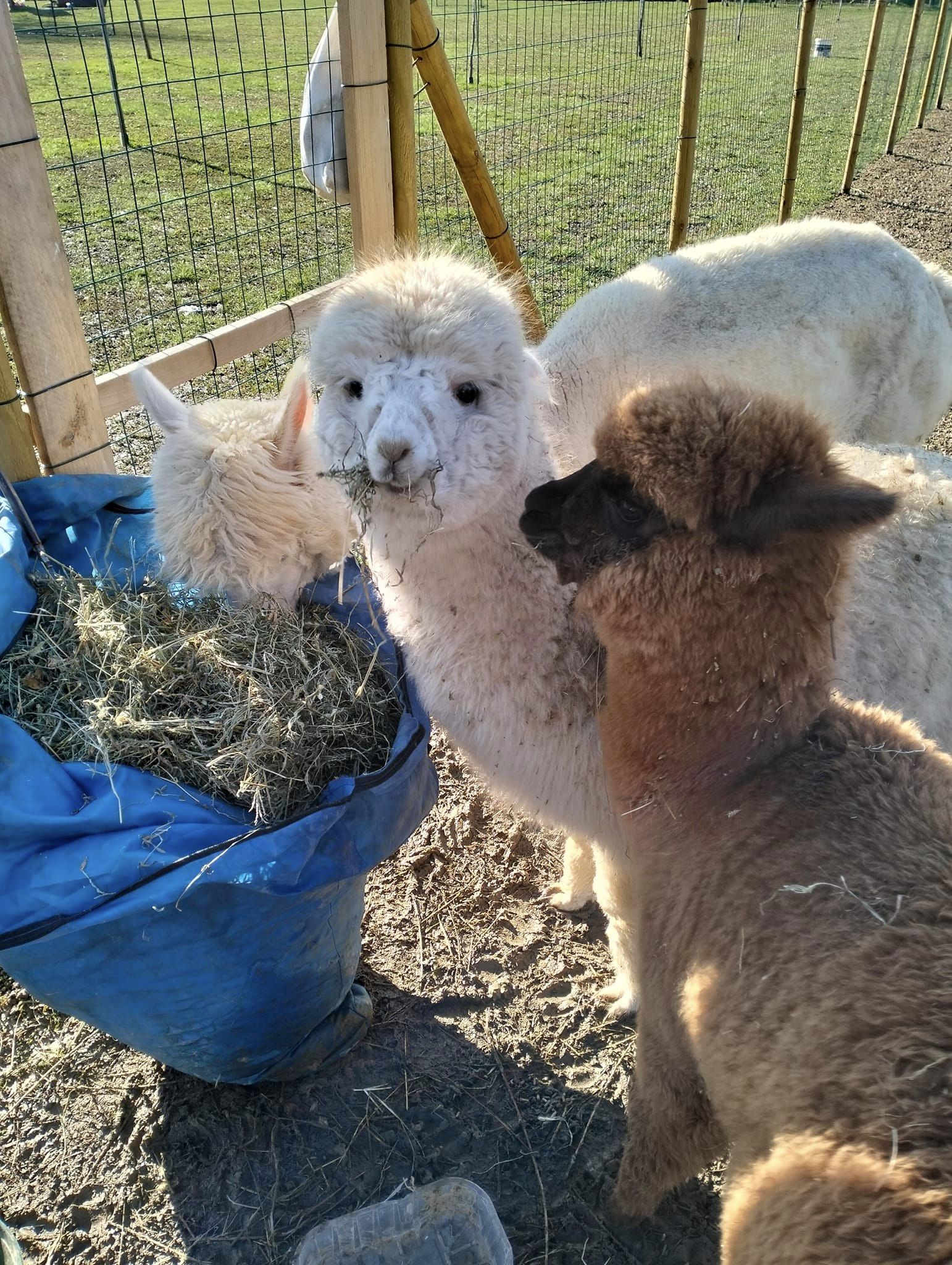alpaca
